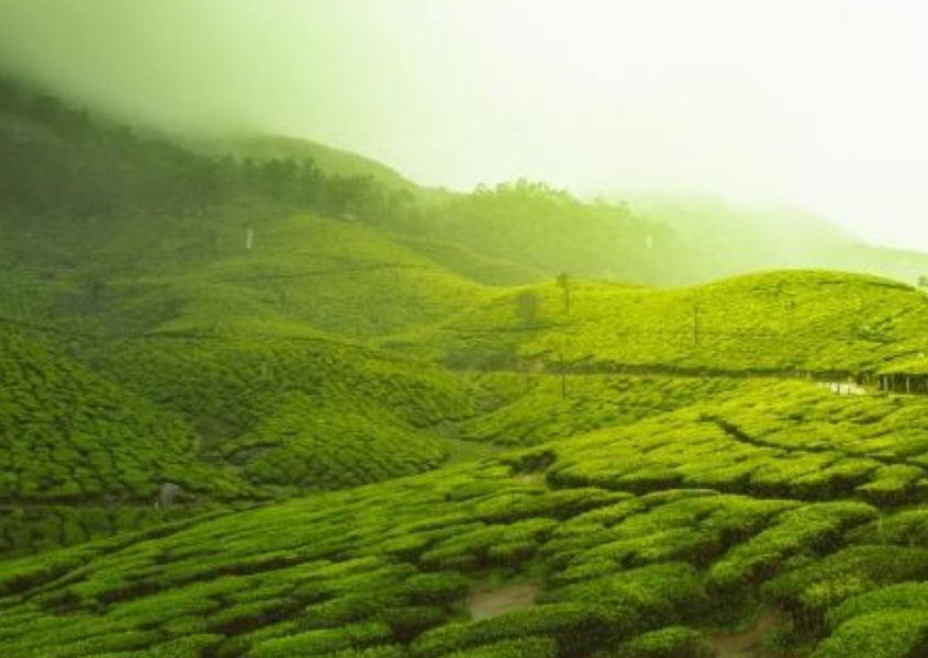 Seasons in the tea country (the Nilgiris)